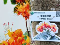 -大屏嶂森林公园