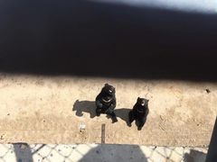 -哈尔滨北方森林动物园