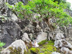 -深圳仙湖植物园