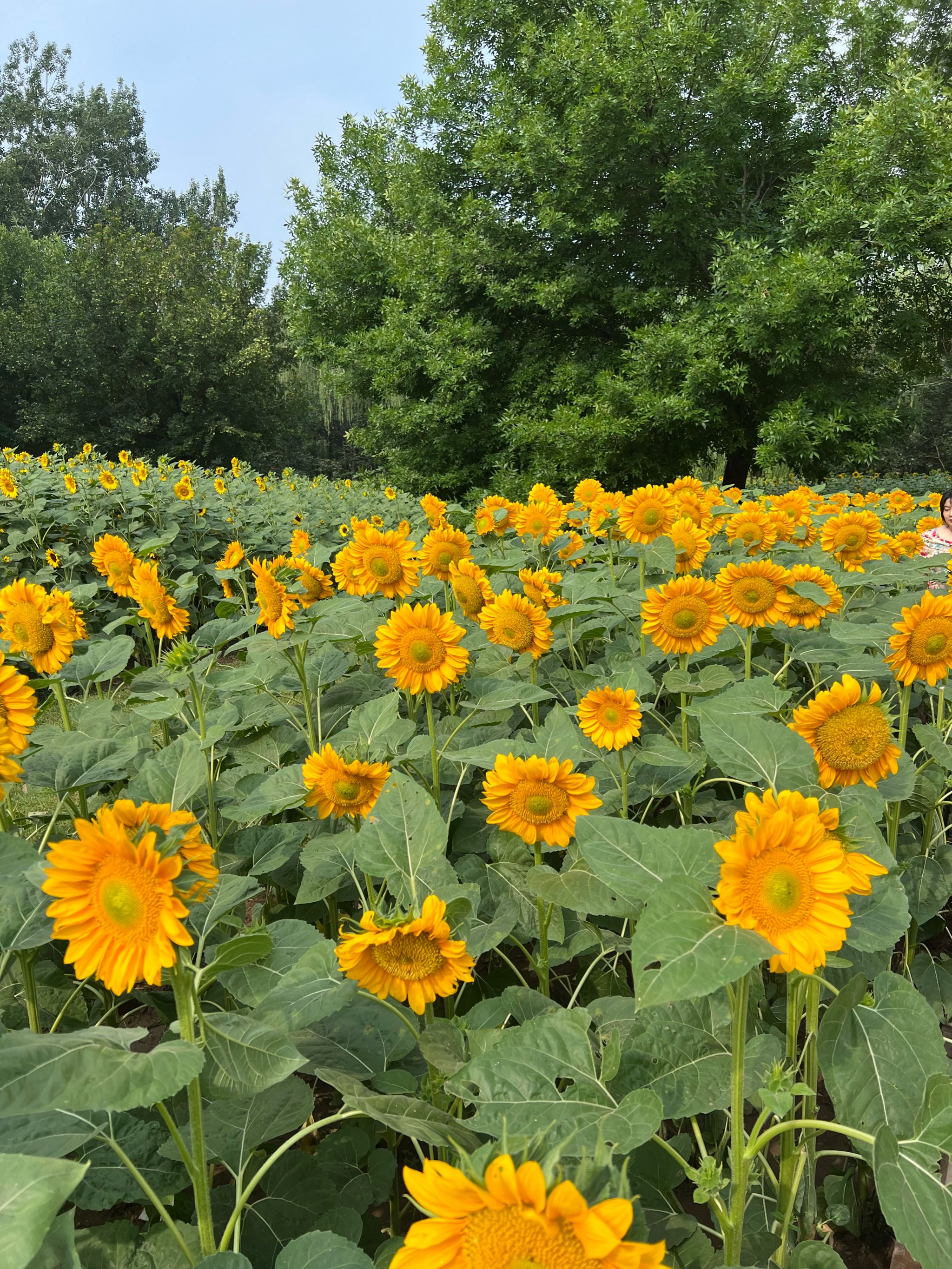 奥森公园葵花展图片