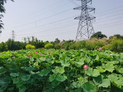 -大港湿地公园