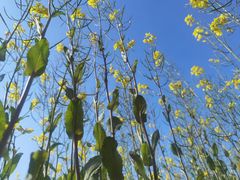 -西山漾湿地公园