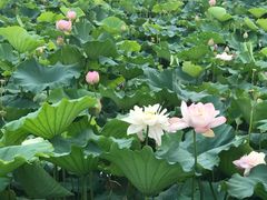-荷塘月色湿地公园·向阳花洲
