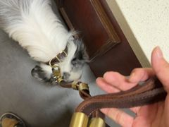 -宠爱国际动物医院· 猫科· 外科·中兽医(长白店)