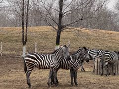 -北京野生动物园