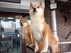 -中环花鸟鱼虫市场