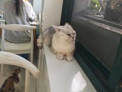 -喵的天空名猫咖啡馆·撸猫·猫舍·用品