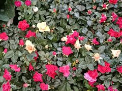 -金科花卉市场