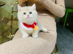 -欣宠猫屋·矮脚拿破仑·蓝金金渐层