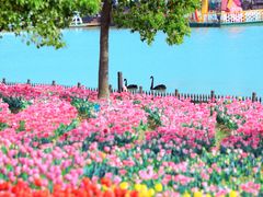 -荷兰花海
