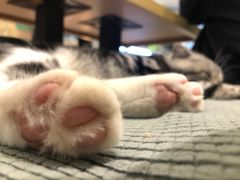 -绒爪撸猫下午茶·猫咖
