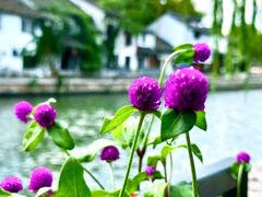 -青果巷历史文化街区