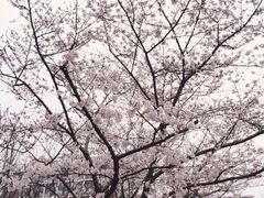 -同济大学(嘉定校区)