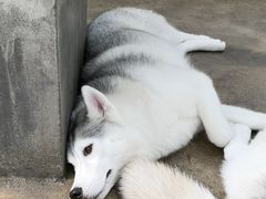 -TrueLove @ Neverland (Husky Cafe)