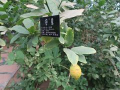 -南通洲际绿博园