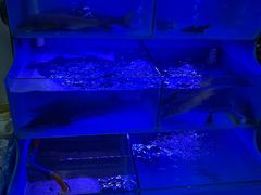 -韩妹鱼庄·泸定老字号(泸定店)