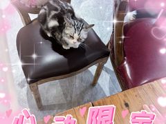 -猫小院猫主题餐厅(南锣旗舰店)