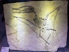 -陕西自然博物馆