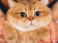 -东方名猫馆·英短金渐层布偶猫舍(环线广场1号楼店)