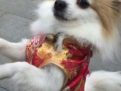-小呆的宠物店·宠物售卖·宠物寄养(城西店)