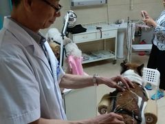 -北京观赏动物医院·24小时大型综合·猫专科·异宠专科
