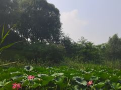 -大兴滨河森林公园