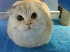 -喵的天空名猫咖啡馆·撸猫·猫舍·用品