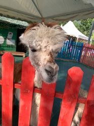 -萌宠亲子动物乐园(槐房万达店)