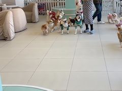 -怪兽屋·羊驼·猫咖·狗咖(俊华广场店)