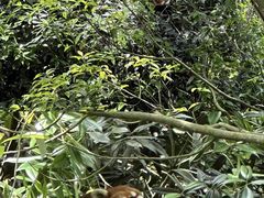 -都江堰中华大熊猫苑