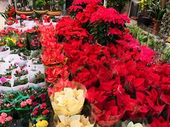 -双季花艺园艺市场(浦东店)