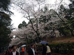 -武汉大学-樱园
