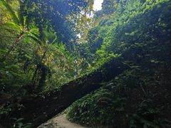 -西双版纳原始森林公园