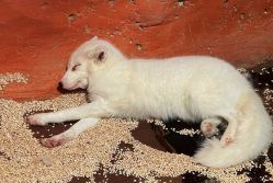 -Zoolung Zoolung动物主题公园(海信广场店)