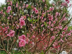 -桃花涧