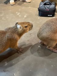 -Zoolung Zoolung动物主题公园(海信广场店)