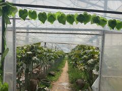 -马陆小张葡萄园农家乐