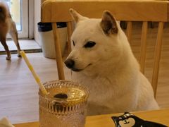-柴の食堂·日式家庭料理·熊之肆(大学路店)