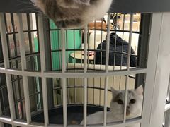 -藏猫猫咖啡主题馆(中央大道店)