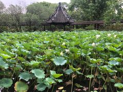 -上海醉白池公园