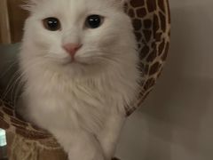 -Catmate·猫肥家润(金润铂宫店)