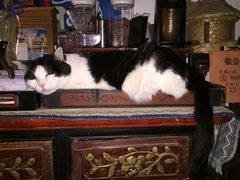 -Anne猫窝咖啡屋