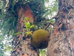 -中国科学院西双版纳热带植物园