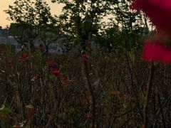 -桐乡凤凰湖