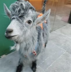 -神奇动物撸宠馆·羊驼·小浣熊·异宠(豫园店)