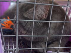 -瑞鹏瑞爱宠物医院·全科·猫科·血液透析中心(龙头寺店)