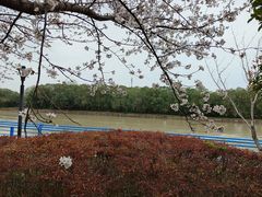 -高东镇樱花园