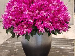 -上海宝华万豪酒店