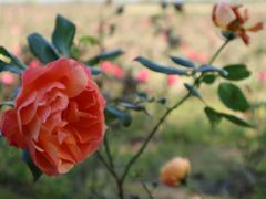 -漩门湾国家湿地公园