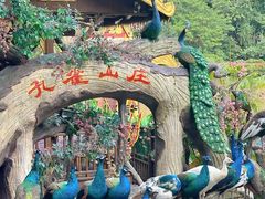 -西双版纳原始森林公园